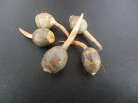 ๆฌใฎใใใ