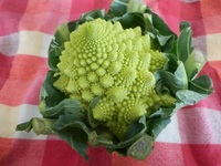 さいたまヨーロッパ野菜ロマネスコ